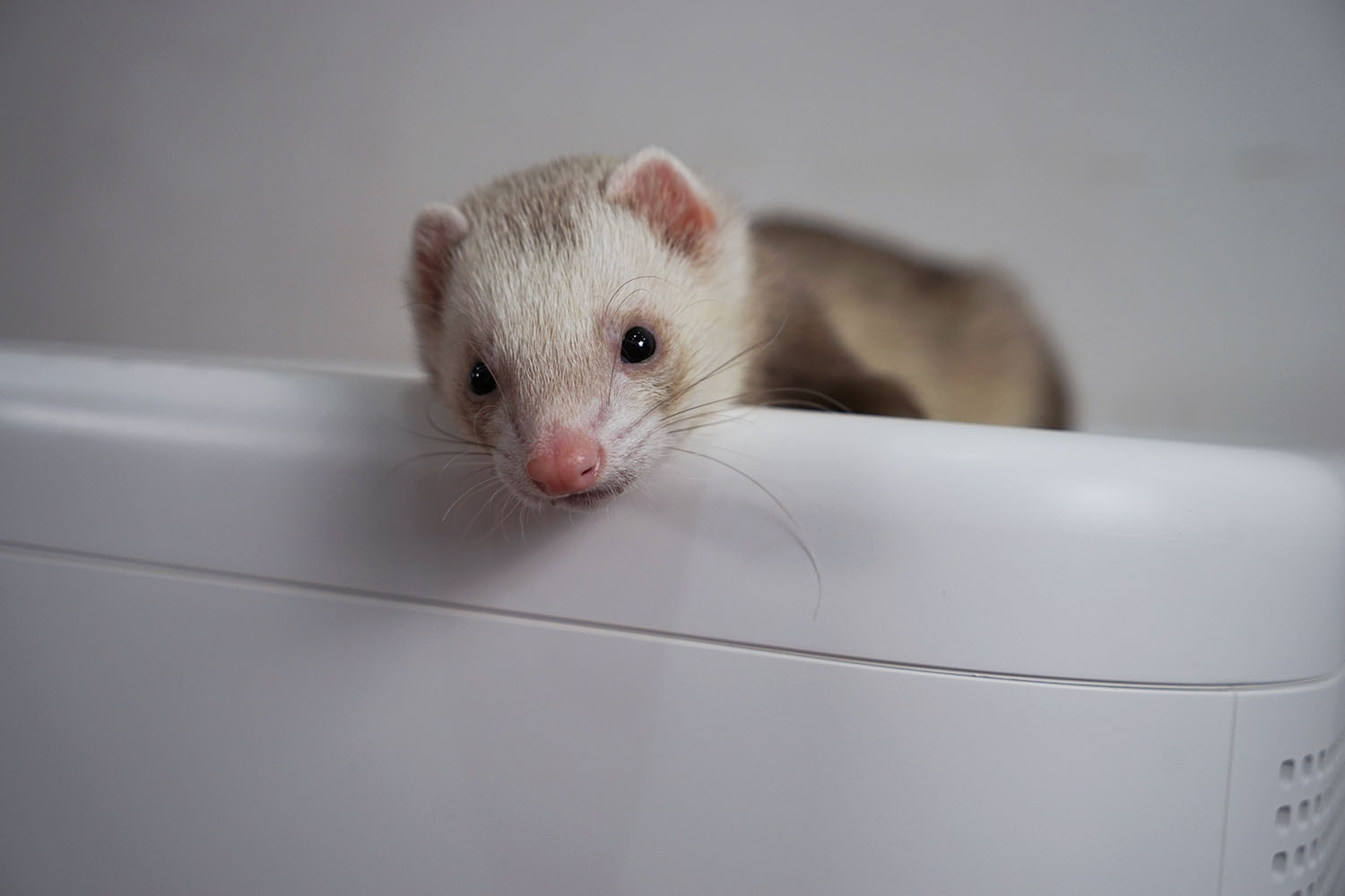 空气净化器除宠物屎味吗,空气净化器能去除宠物异味吗