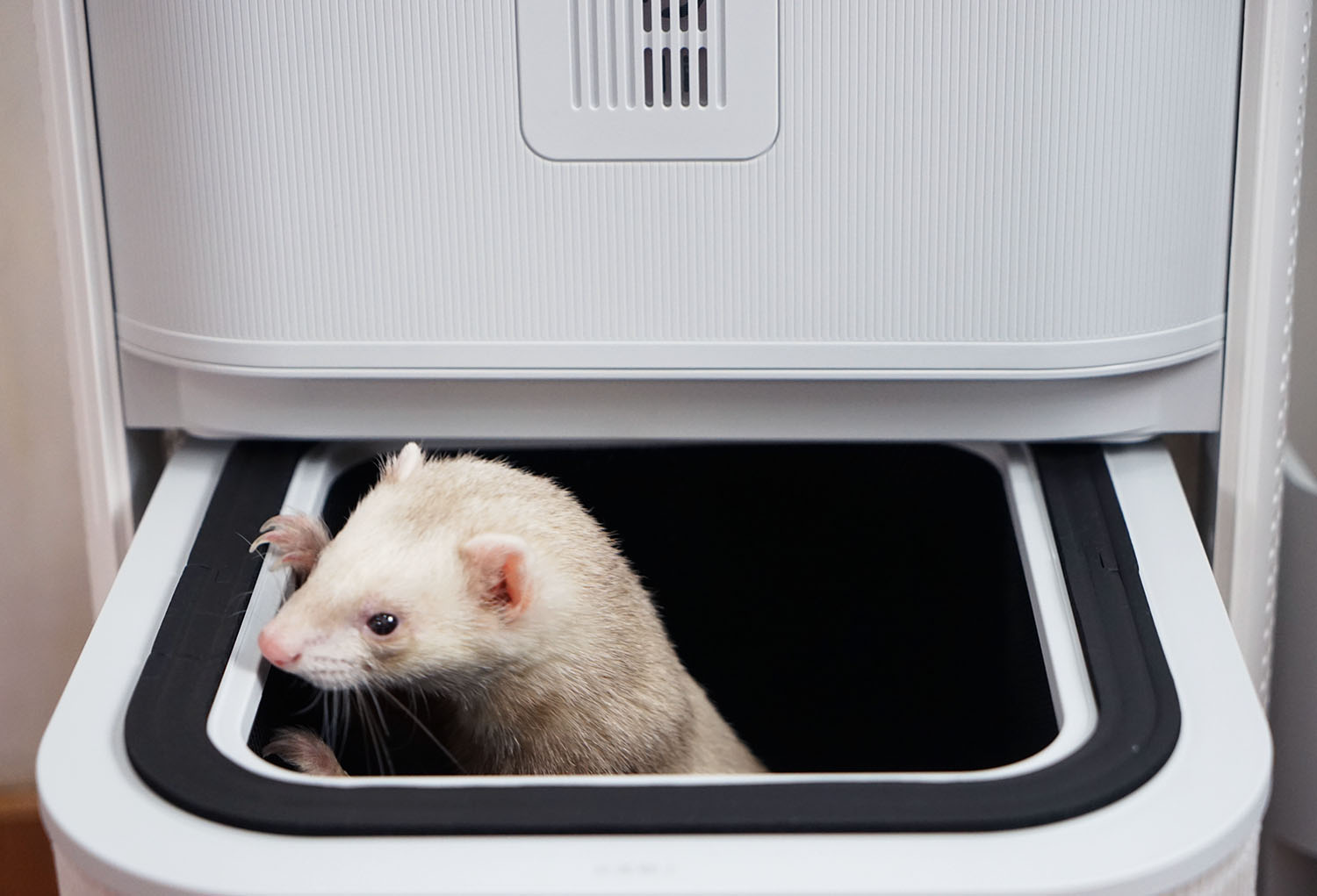 空气净化器除宠物屎味吗,空气净化器能去除宠物异味吗