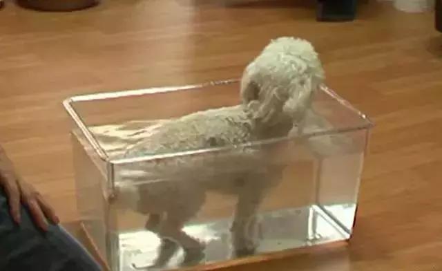 狗狗为什么直立行走,狗狗直立行走累不累