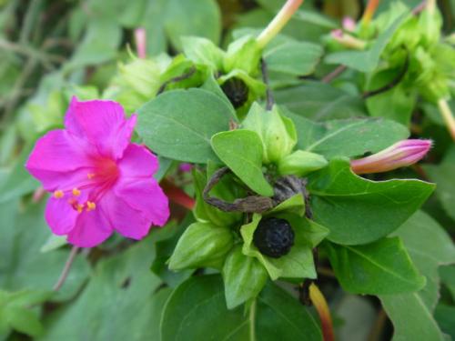 轻、白、红、香的玉簪粉是怎样做成的——《红楼梦》中的化妆品