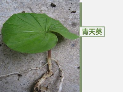 家庭常备中药清单,儿童家庭常备小中药