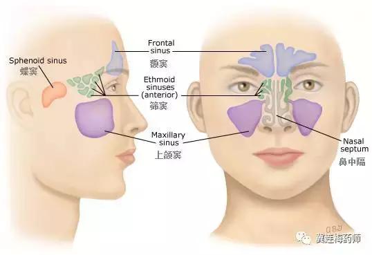 过敏性鼻炎不用怕一招就能搞定,对付鼻炎的好东西