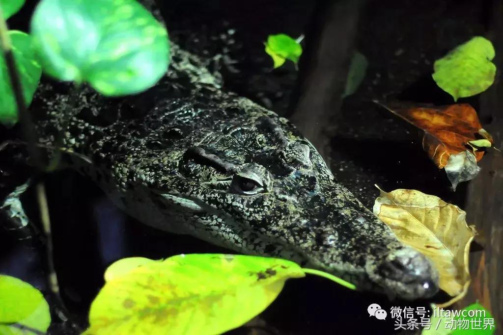 扬子鳄被称为古老的爬行动物,新生代爬行动物巨鳄