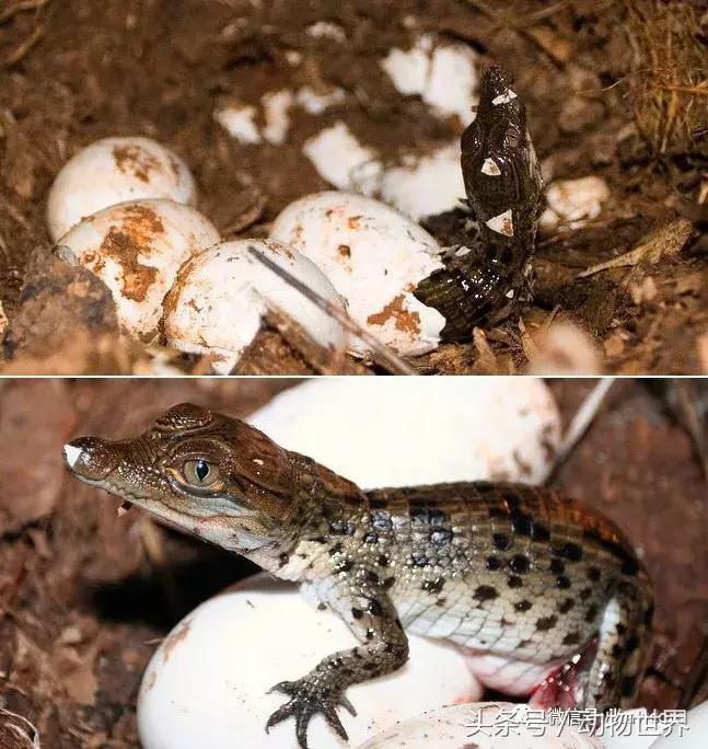 扬子鳄被称为古老的爬行动物,新生代爬行动物巨鳄