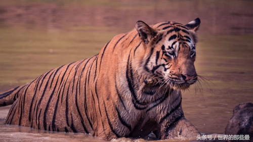如果花豹和老虎一样大谁更厉害,老虎花豹单挑