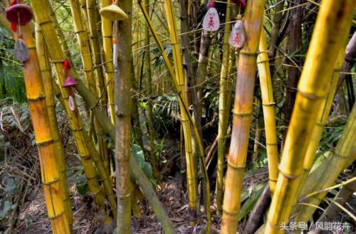 黄金竹盆栽室内养殖技巧,黄金竹子怎么养视频