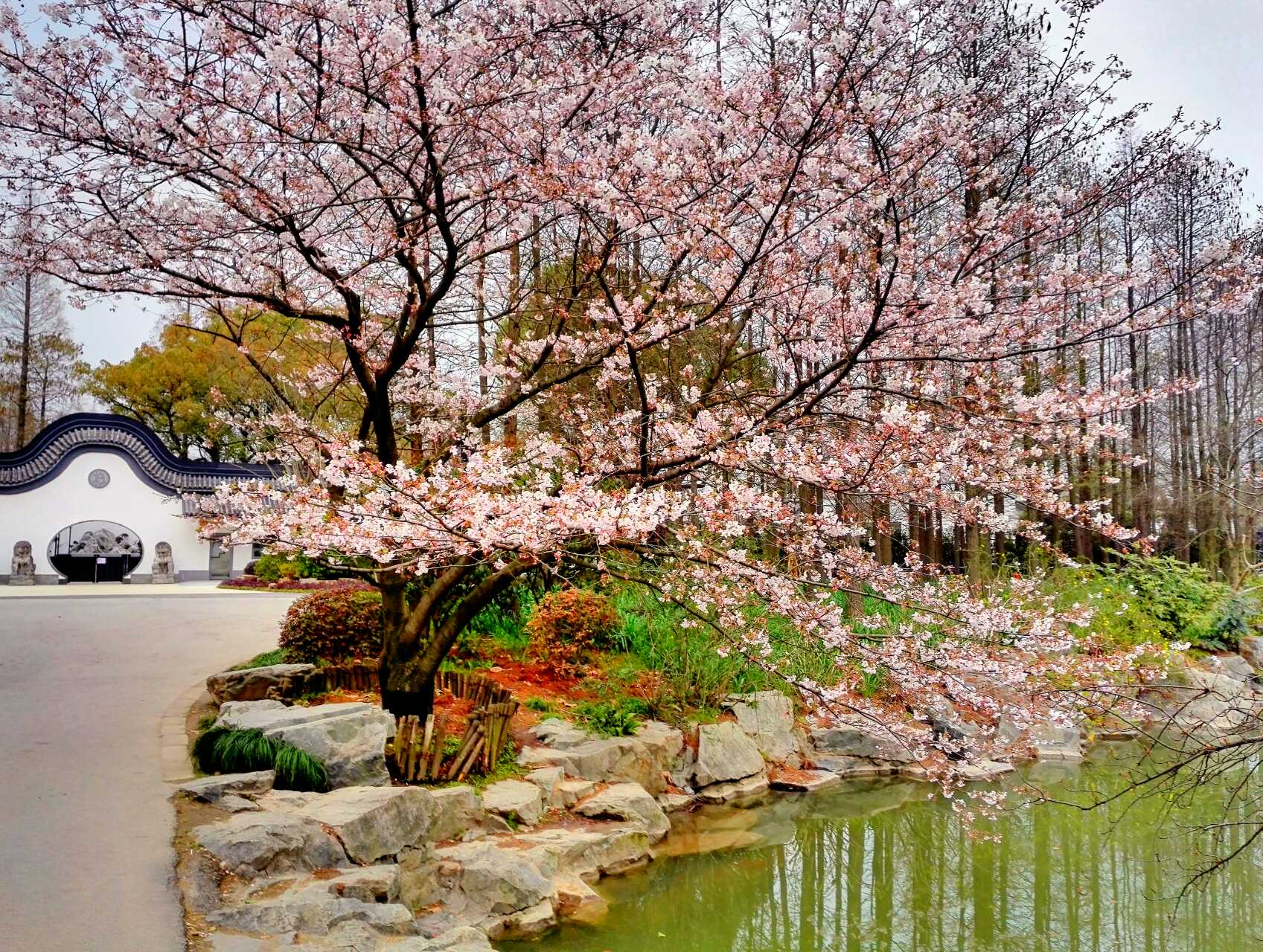 不用去日本不用去武汉就能看樱花,不用去日本也可以看到的风景