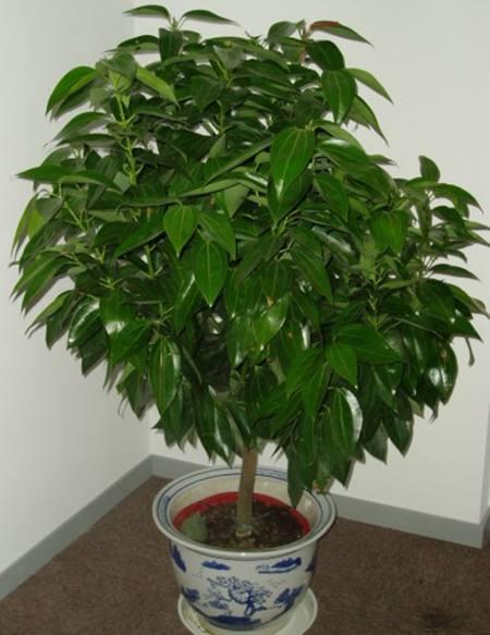 招财树如何招财,招财树知识