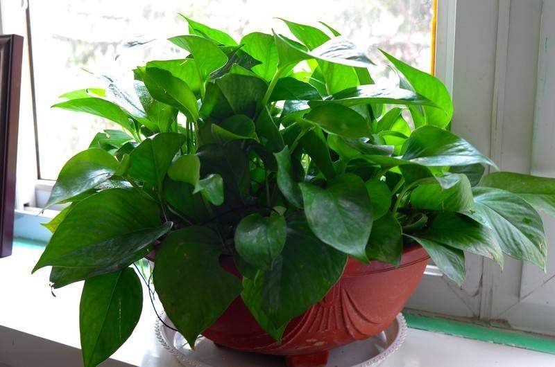 爷爷当初兴高采烈买的绿萝，没想到有危害，真后悔当初把它买回来