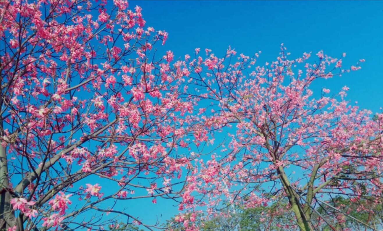 我在时光斑驳处听到花开的声音,聆听花开原唱