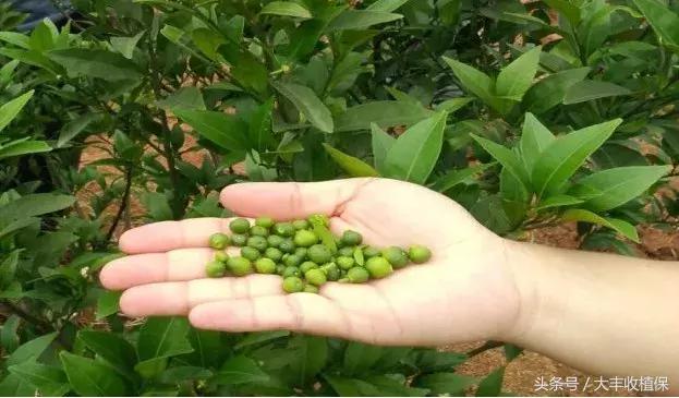 柑橘幼苗开花怎么处理,柑橘幼树开花解决办法