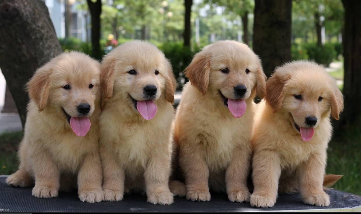 全世界公认的这几种狗狗最好看,十大最受欢迎的大型狗狗排名