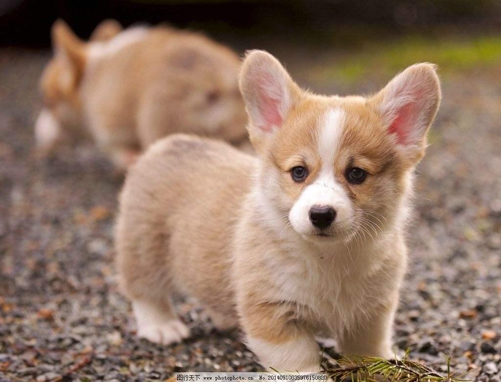 全世界公认的这几种狗狗最好看,十大最受欢迎的大型狗狗排名