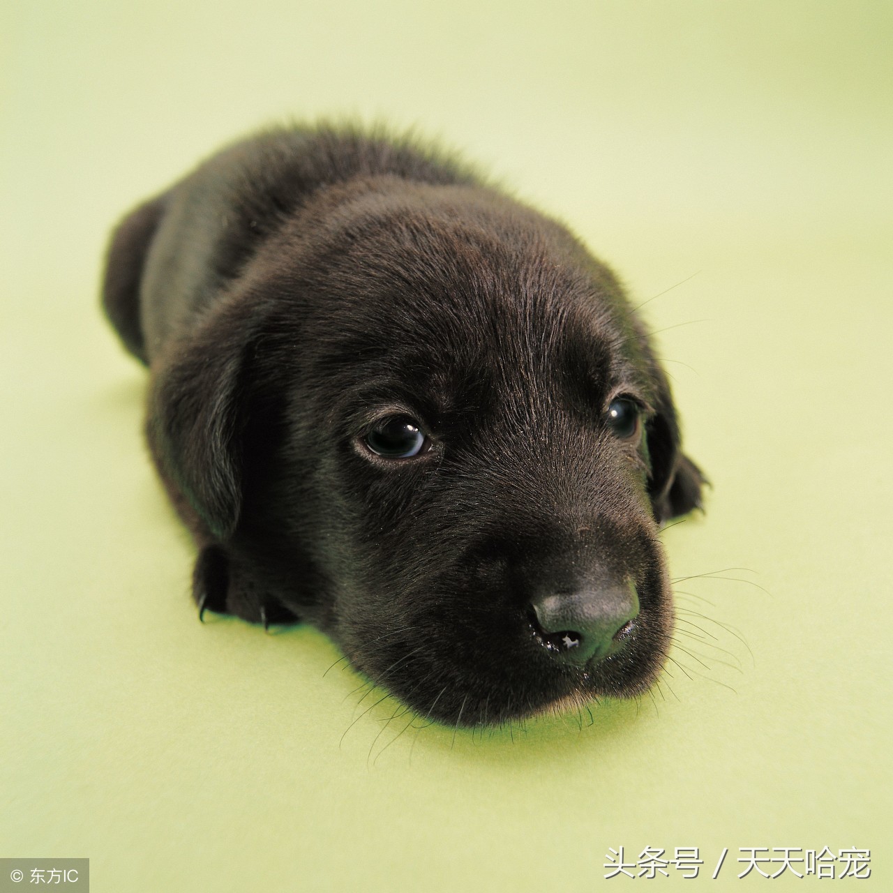 小狗狗体味重如何去除,如何消除狗狗身上的体味