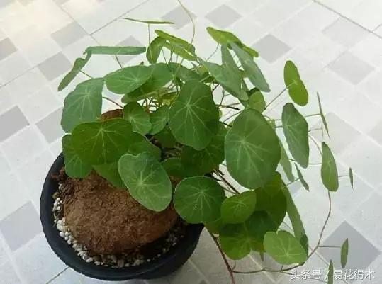 绿植山乌龟的养护方法有哪些,山乌龟的饲养方法与技巧