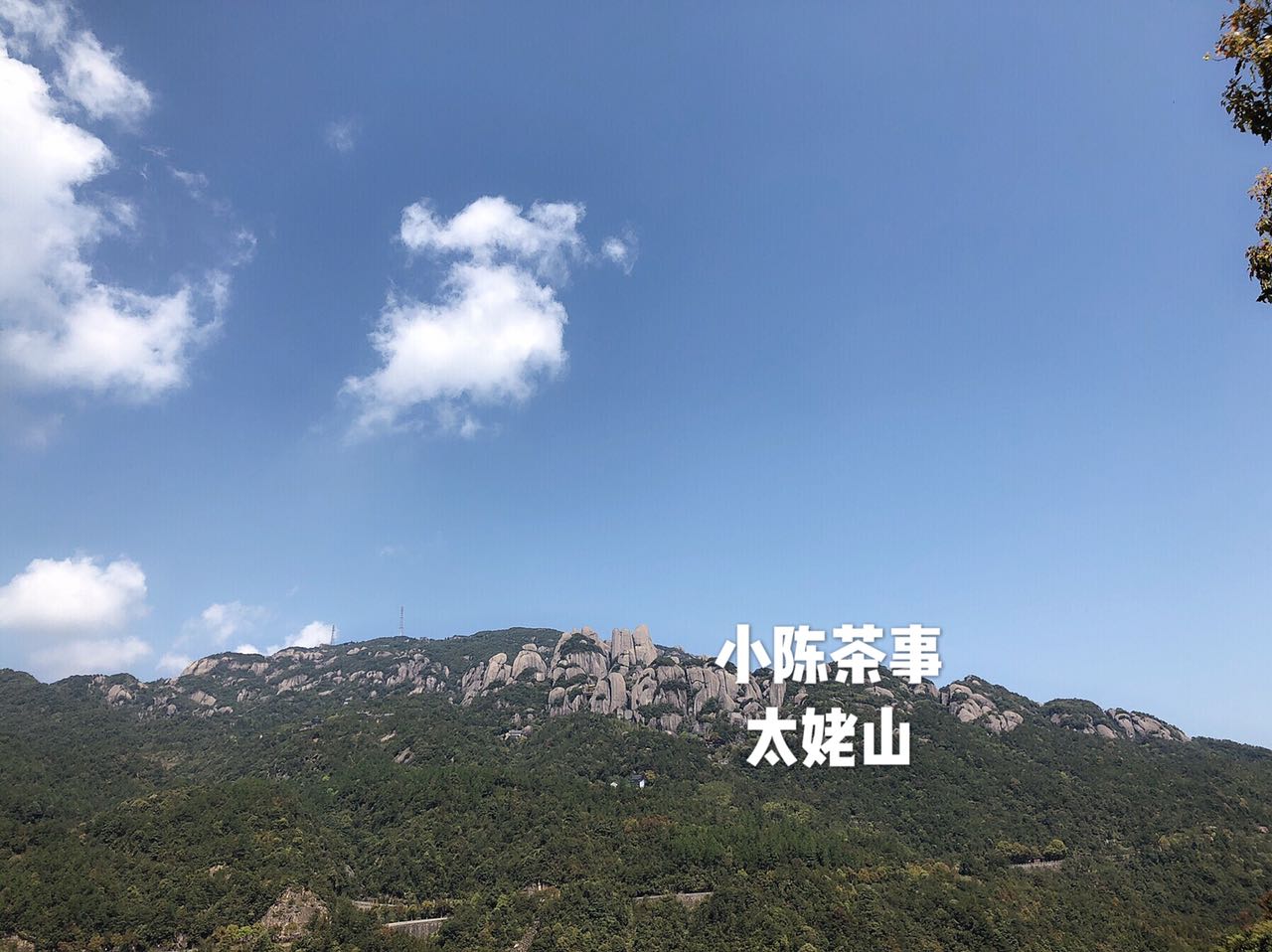 十年的老白茶是饼茶好还是散茶好,普洱茶白茶散茶好还是饼茶好