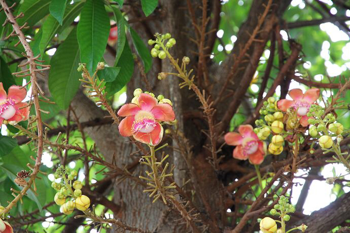 知道这是什么花吗,想知道这是什么花