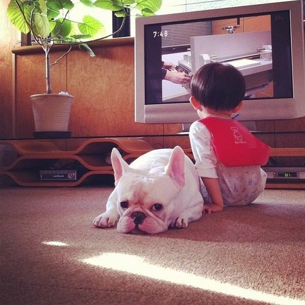 狗子遇到熊孩子怎么办,熊孩子遇到狗是什么反应