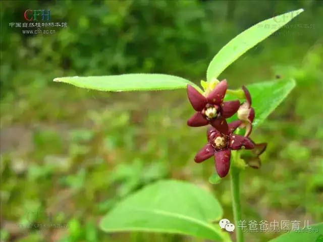咳嗽吃橘红颗粒还是肺宁颗粒,橘红颗粒适不适合痰湿咳嗽