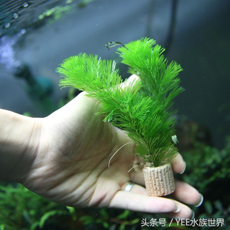 水草腐烂和溶叶,水草烂根发臭