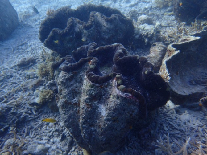 太平洋有名的海岛,太平洋岛国帕劳地理位置