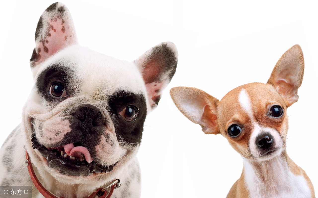 被爱犬踩到鞋子，他竟然吓到自杀！专家：这是一种病