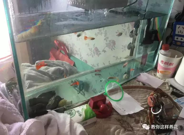 洋葱水可以浇君子兰吊兰绿萝吗,绿萝君子兰怎么养才能长得快