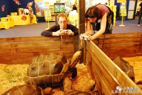 长寿陆龟在哪里,最长寿的缅甸陆龟