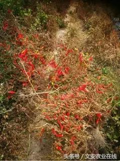 100浜╃帀绫虫敹璐环,200浜╃ɑ璋锋敹璐环