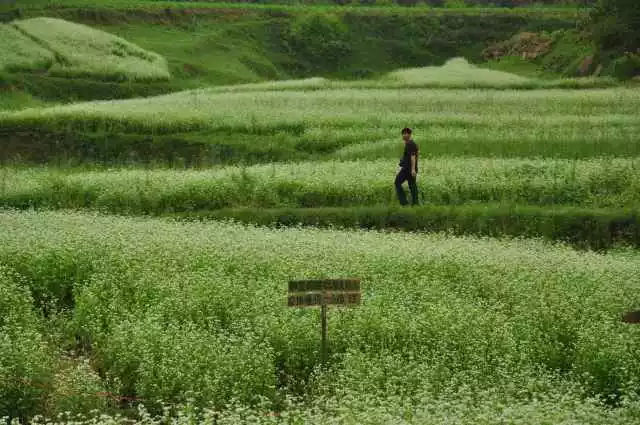 如果一定要不负*光春**不负花，选这2个地方就够了