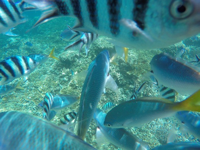 带着我的宝贝豆豆|一起去西太平洋上的海岛国家！