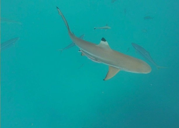 很少人知道的海岛国家！帕劳