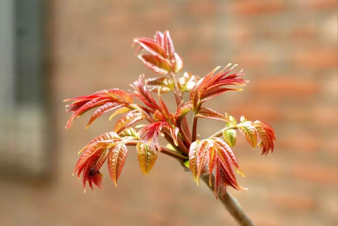 爱吃香椿的赶紧看你的做法对吗,爱吃西红柿的赶紧看千万别错过了