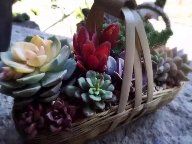 春来花自青秋至叶飘零原文解释,春来花自青秋至叶飘零出自哪里