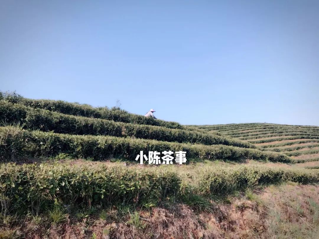 傍大师，认品牌，这些不懂茶的白茶掌柜有点“飘”了！