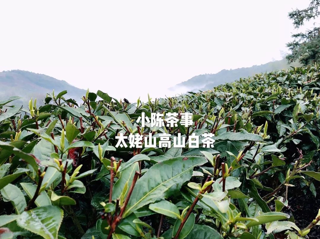 傍大师，认品牌，这些不懂茶的白茶掌柜有点“飘”了！