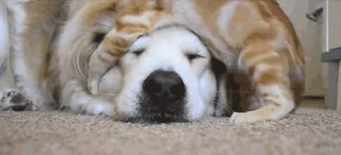 我有狗你有酒吗免费,我有狗你有酒吗