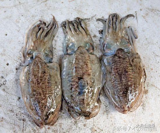 在舟山什么小海鱼适合烧汤,舟山宁波海鱼干货