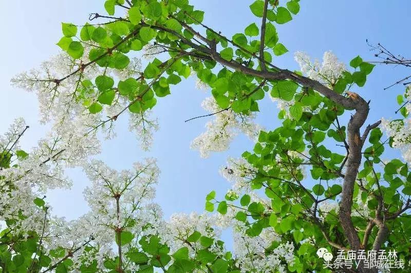 唯美中式风景,唯美花开美景图片