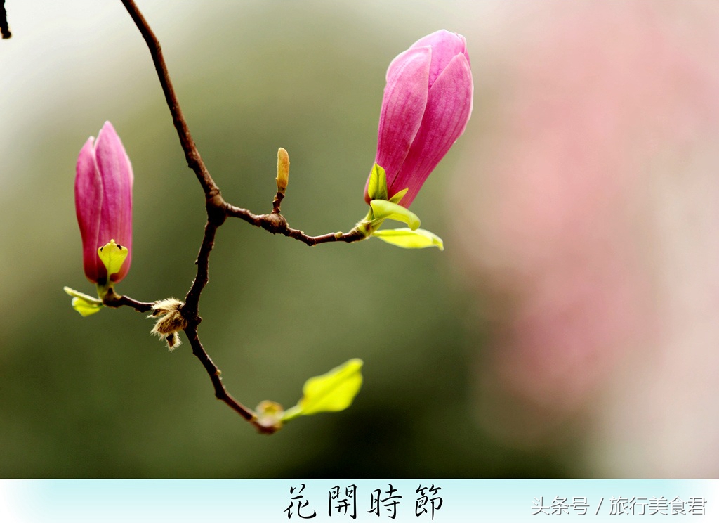 西安最美花路,西安哪条街花好看