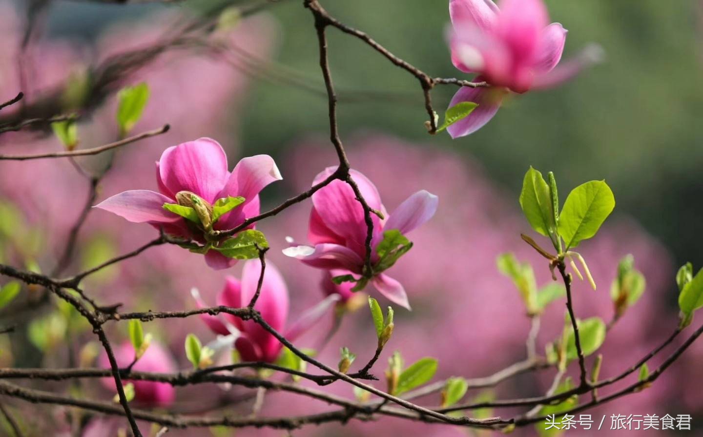 西安最美花路,西安哪条街花好看