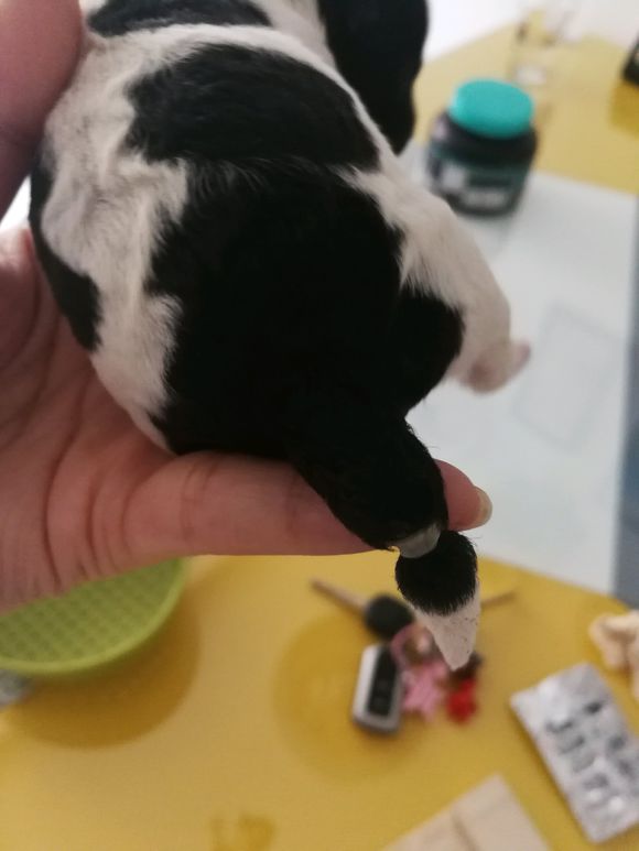 泰迪怀孕58天突然肚子变小,泰迪狗狗怀孕临产怎么安慰它