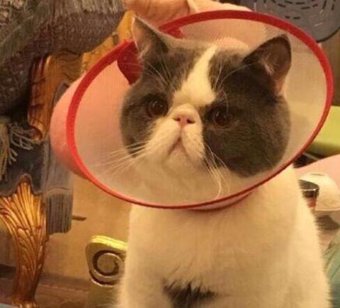 猫咪绝育后如何照顾,猫咪绝育后的最佳护理方法