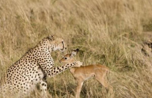 小小羚羊被猎豹抓,小羚羊刚出生被猎豹抓住