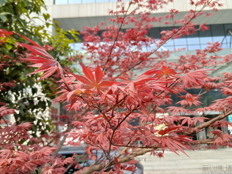 提升oppo手机性能,oppor15和oppor15标准版哪个好