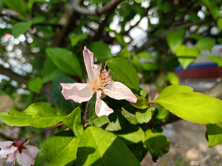 oppor15值得购买的3大理由,oppor15和oppor15标准版哪个好