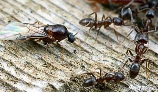 诺亚方舟之谜视频,揭秘蚂蚁的秘密完整视频