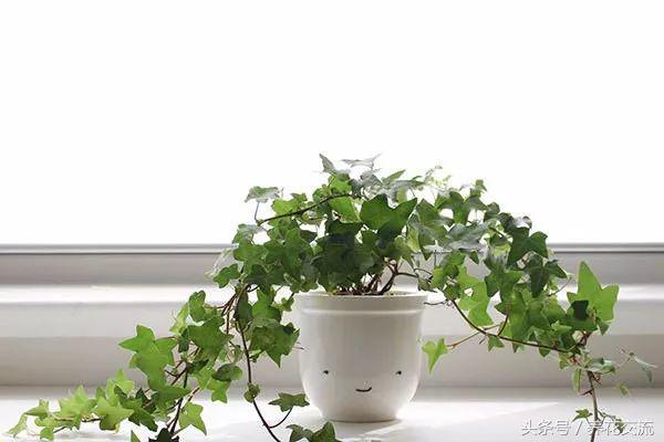 可以净化空气的室内盆栽植物水培,10种能吸甲醛净化空气的盆栽