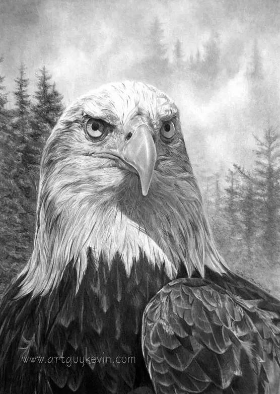 鹰怎么画又霸气又真实,要怎么画真实的老鹰