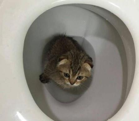 小奶猫掉进水坑里,小奶猫去厕所